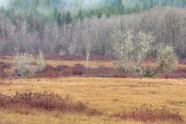 Washington State-Dewatto Autumn meadow and forest